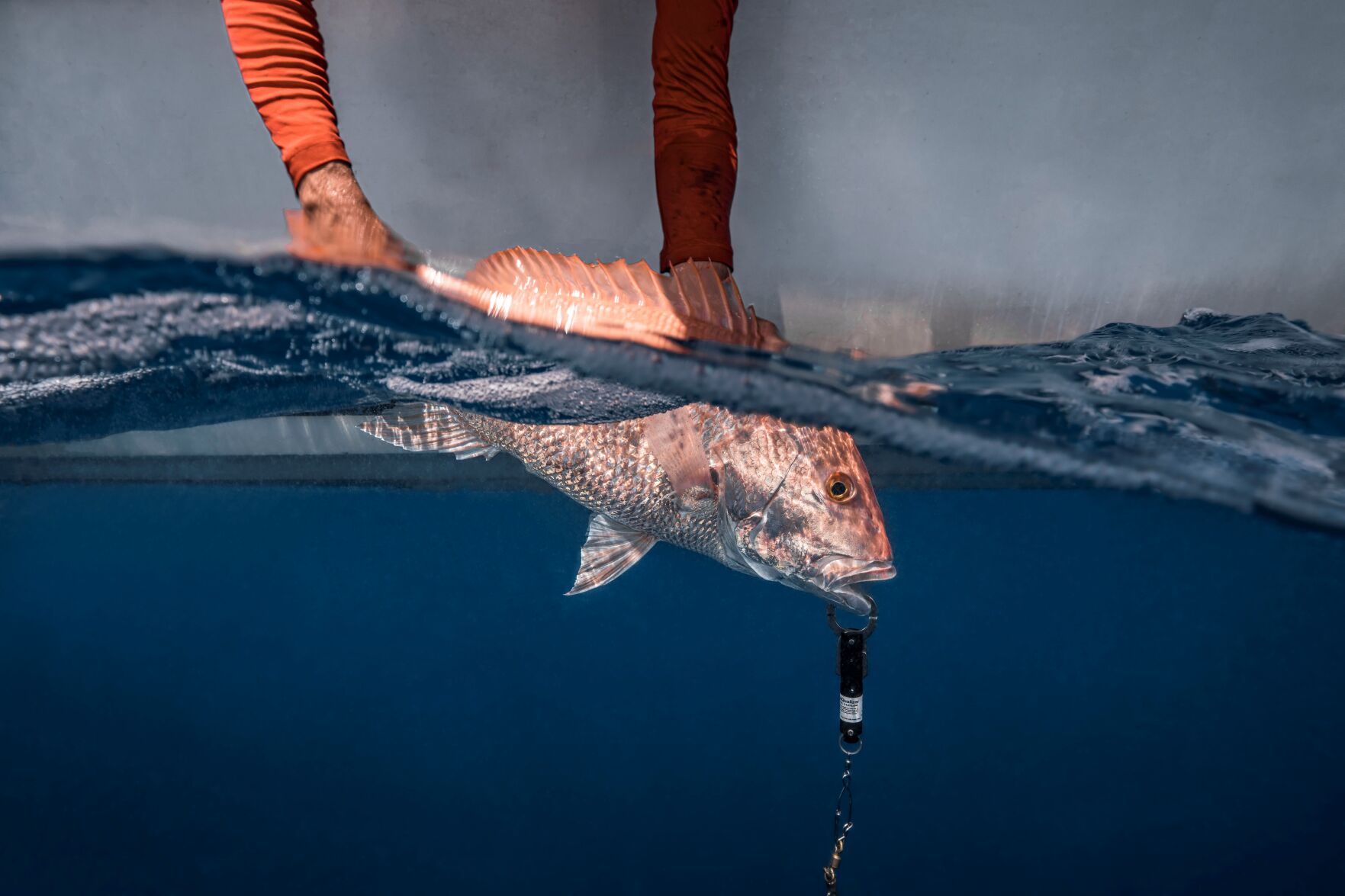 snapper